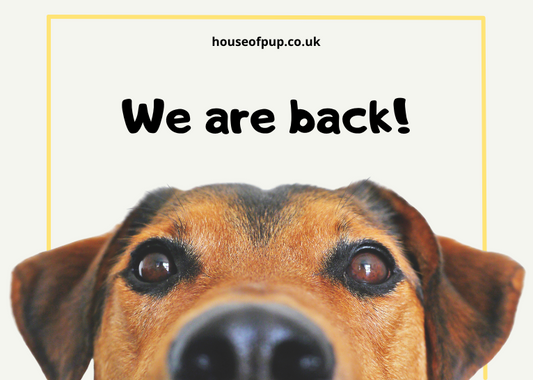 A Warm Hello from House of Pup