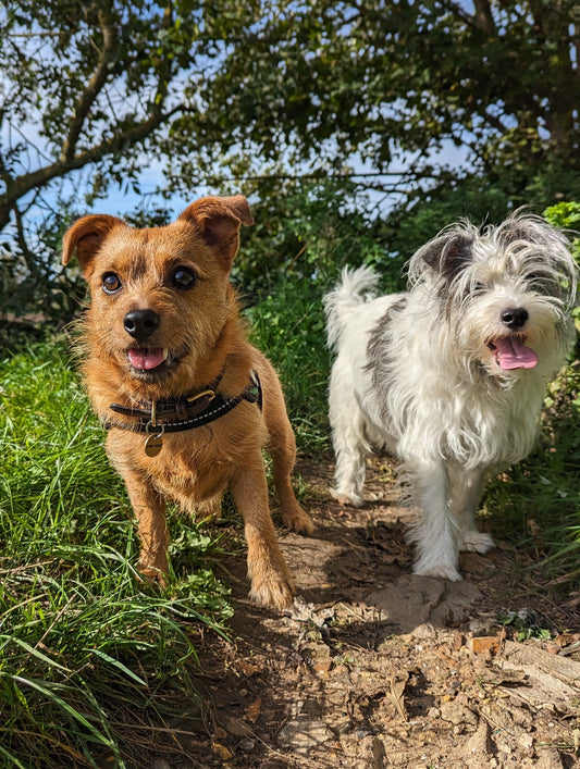 Looking Out for Each Other on Our Walks
