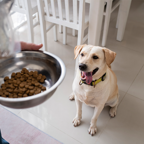 Meal Time & Supplements