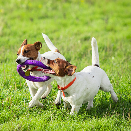 Play Time & Training