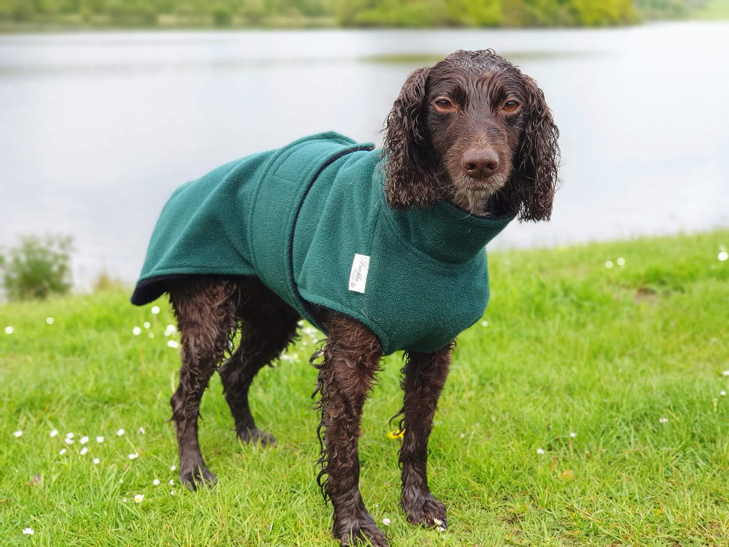 Dog wearing Ness Dog Drying Coat after a walk – microfibre lining and polar fleece outer for warmth and quick drying