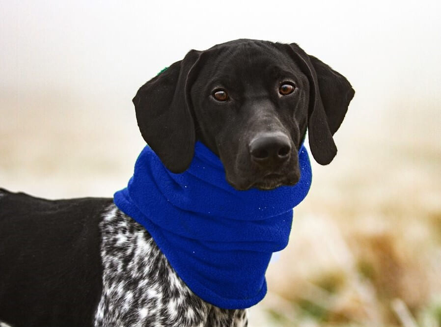 Polar Snood dog accessory – double-layer warmth