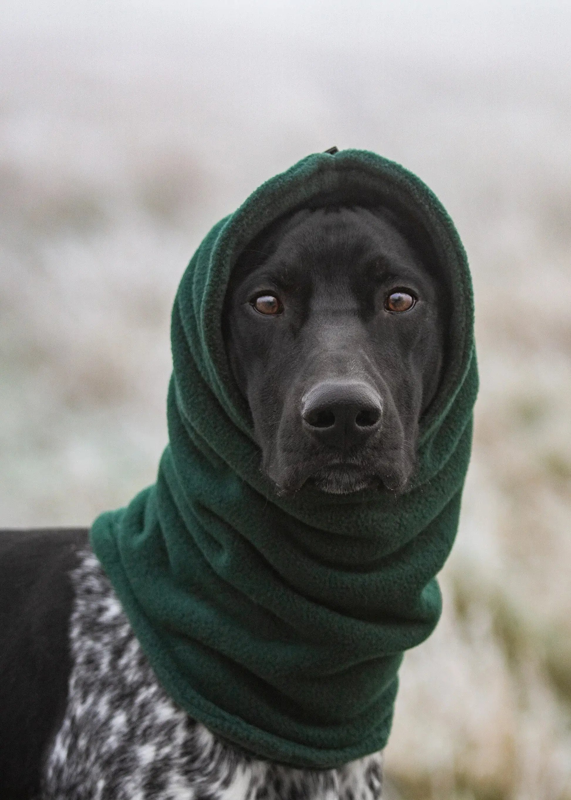 Dog snood – double-layer fleece, warmth and comfort