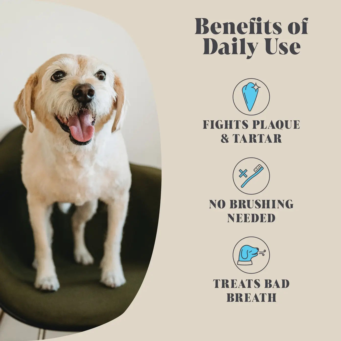 Hackney Dog House seaweed dog dental powder – natural oral health