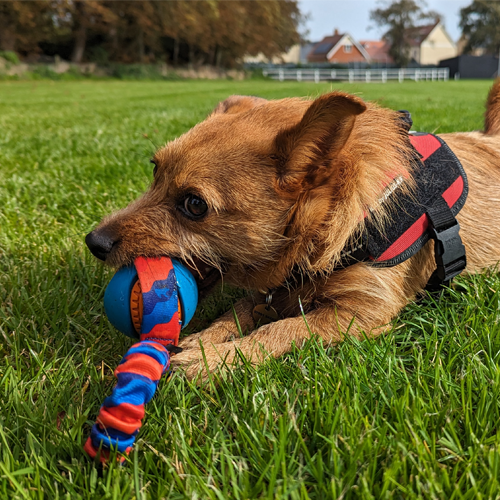 Dog playing with Tug-E-Nuff Pocket PowerBall Bungee Tug – durable UK-made interactive dog toy