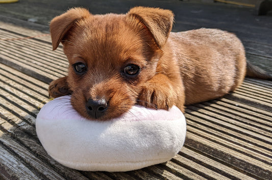 A Paw-sitive Start: Training Puppies in Their Forever Homes