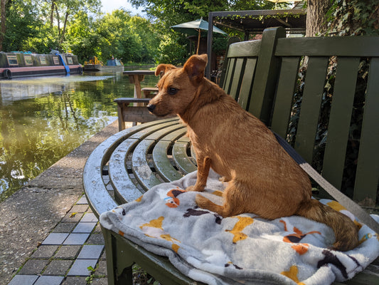 The Challenges of Not Treating Our Pups Like Children: Finding Balance in Pup Parenting