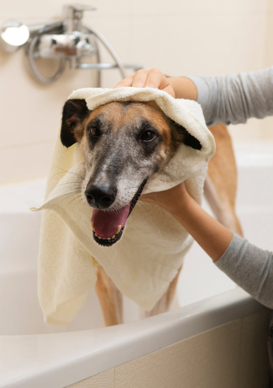 Puppy Primping: A Comprehensive Guide to Grooming and Hygiene