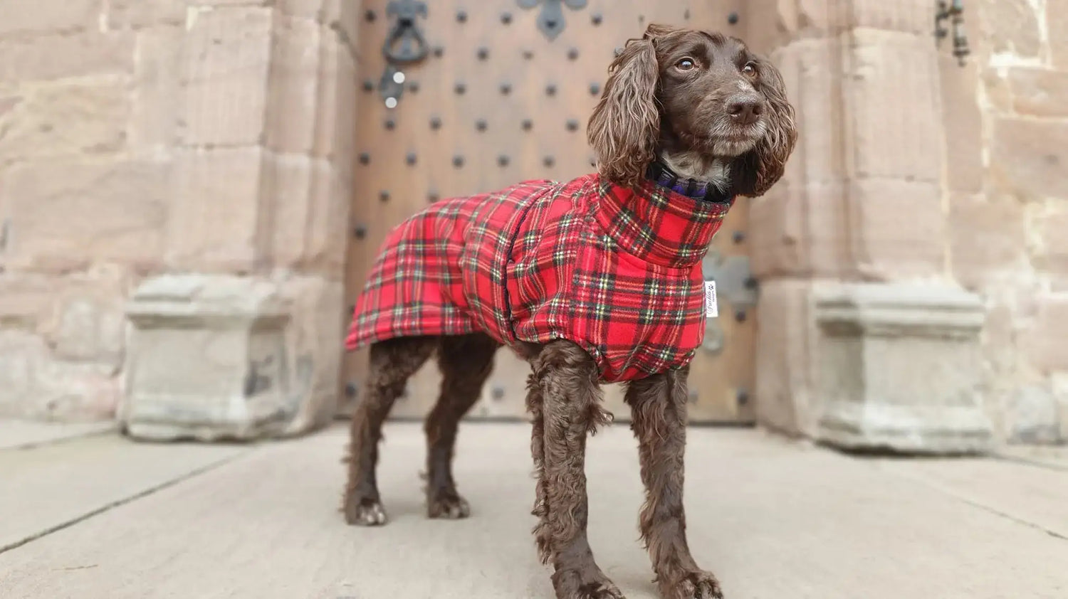 Dog wearing a bespoke tartan Freckles Ness Drying Coat