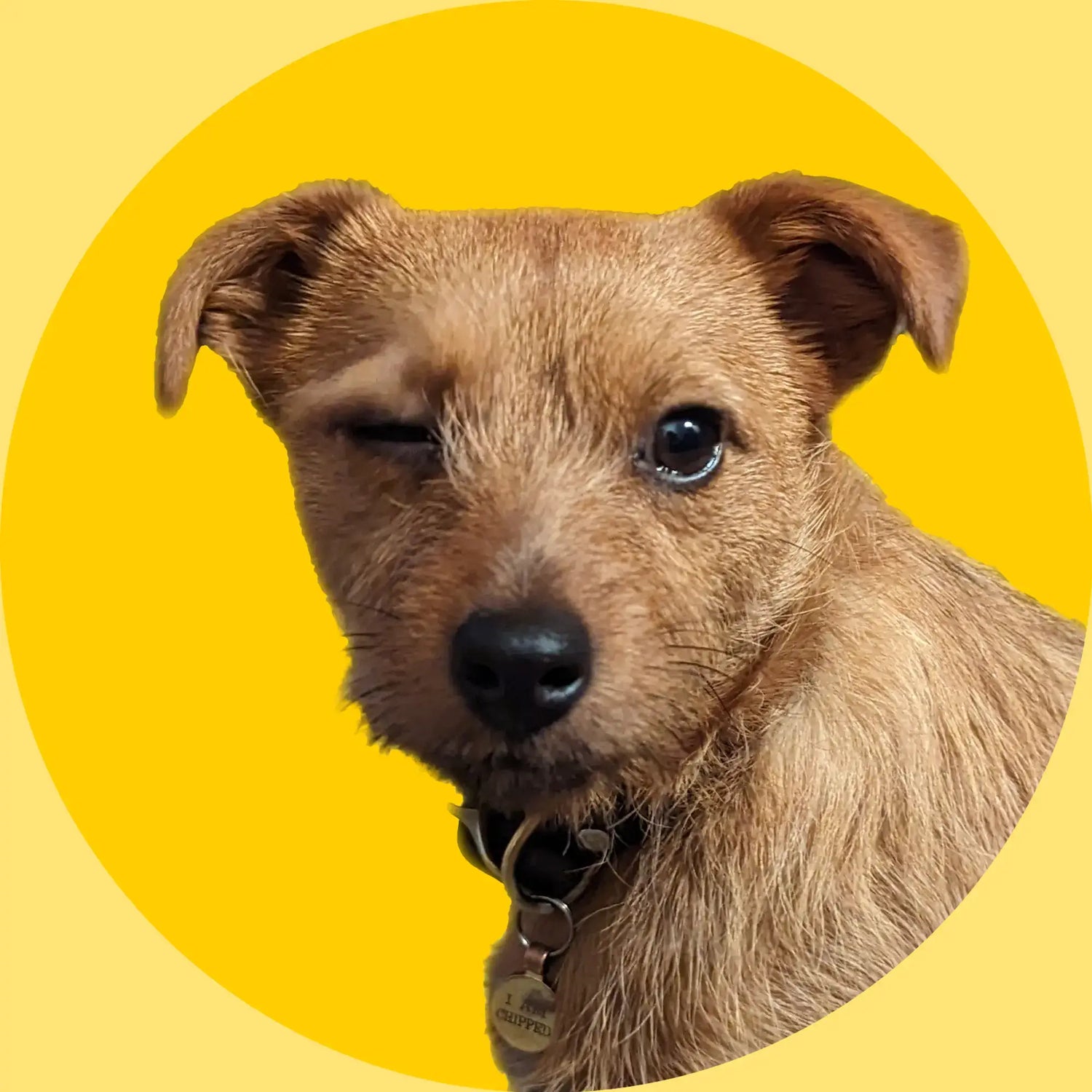 Dog in a yellow cirles winking