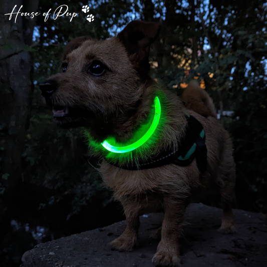 GlowGuard LED Night Collar