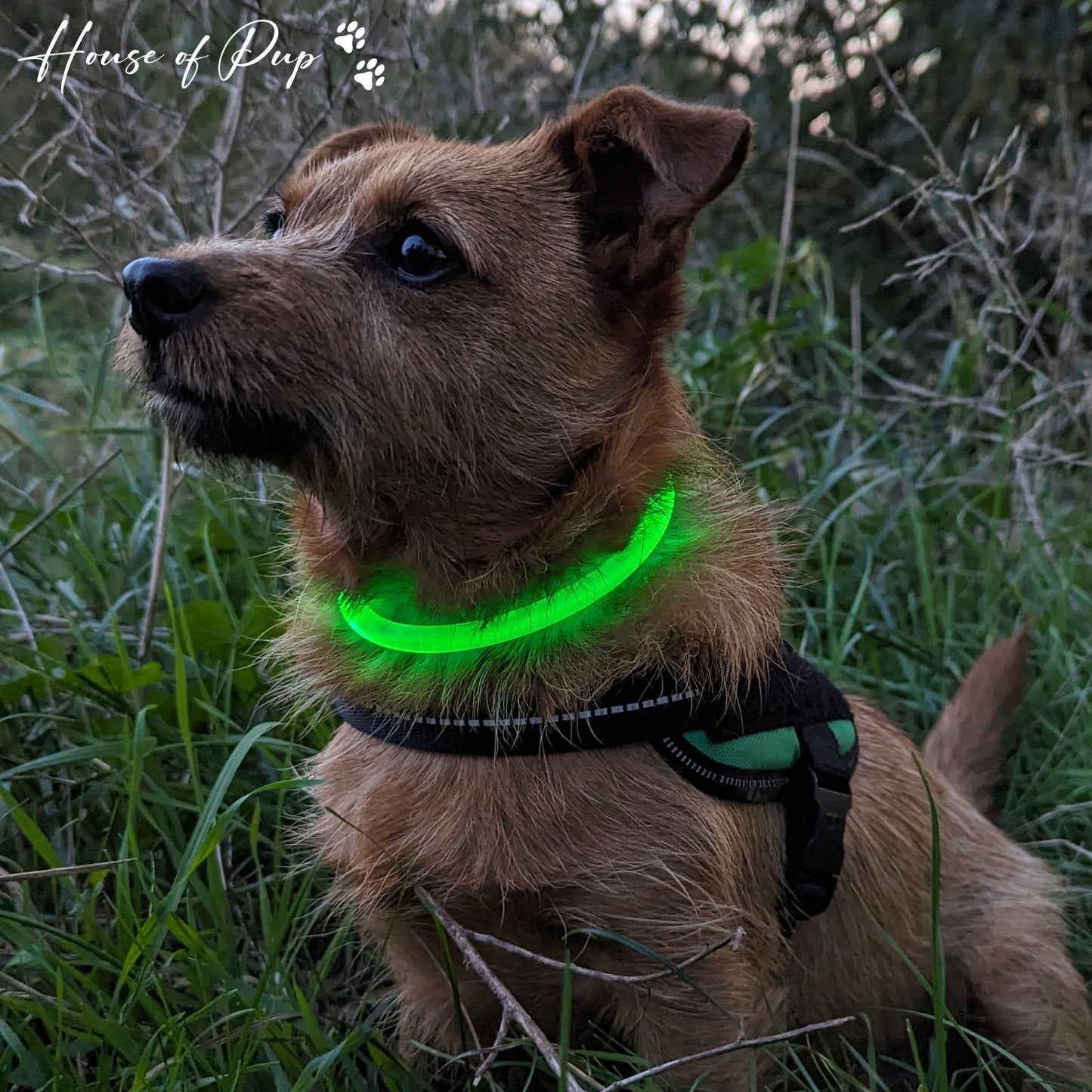 GlowGuard LED Night Collar