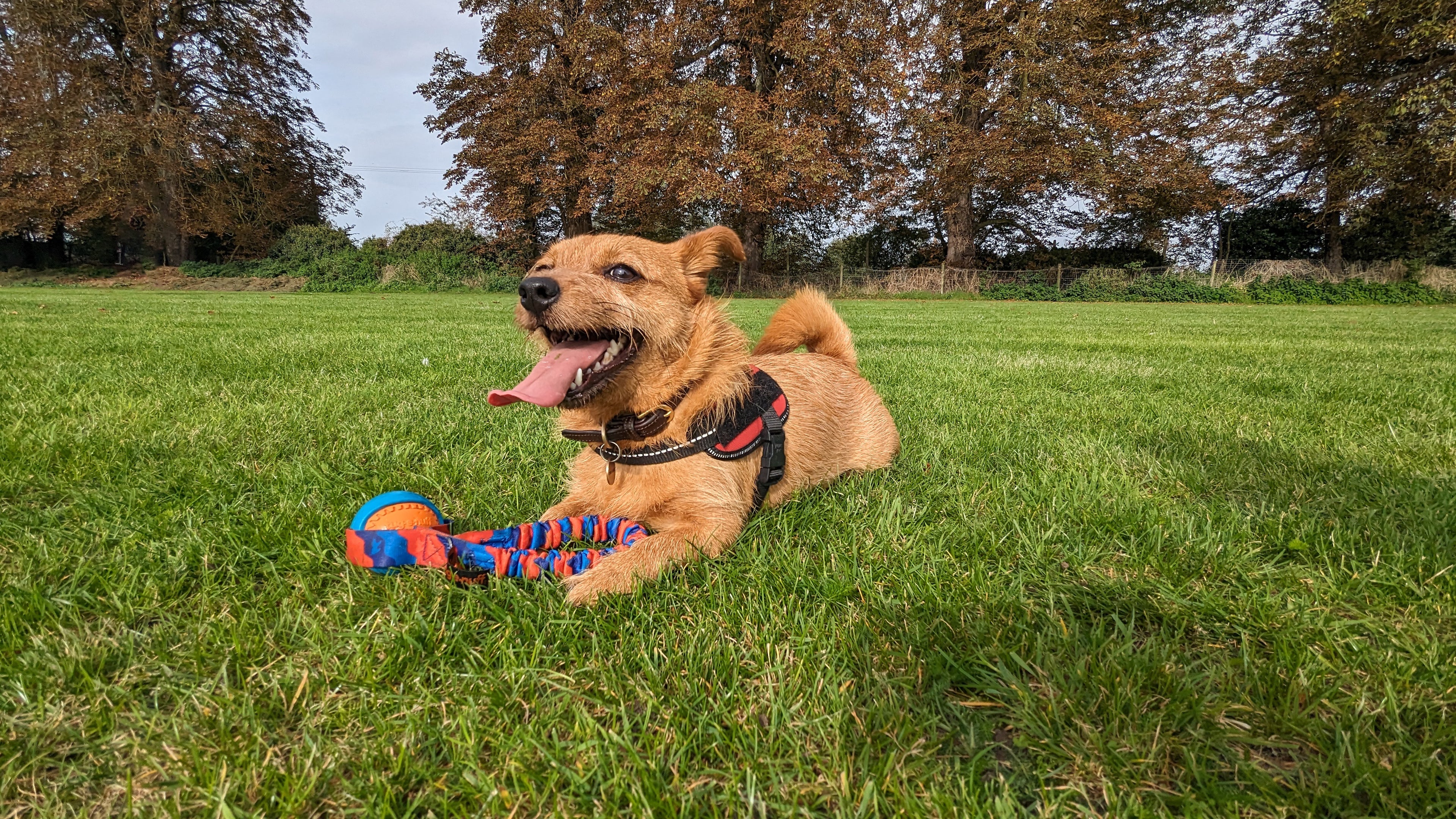 Tug-E-Nuff Pocket PowerBall Bungee Tug, available to purchase from House of Pup