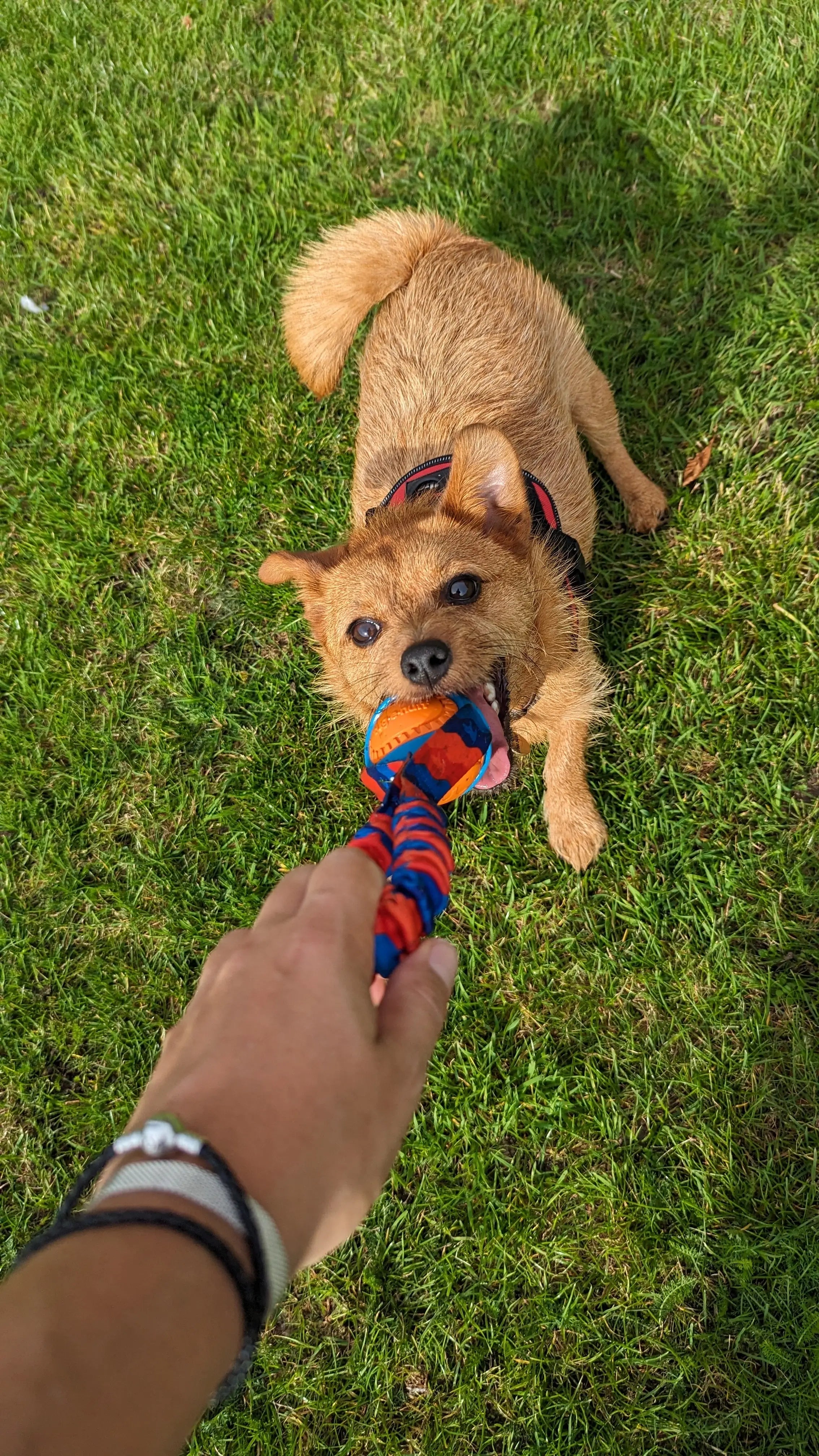 Dog playing with Tug-E-Nuff toy on grass