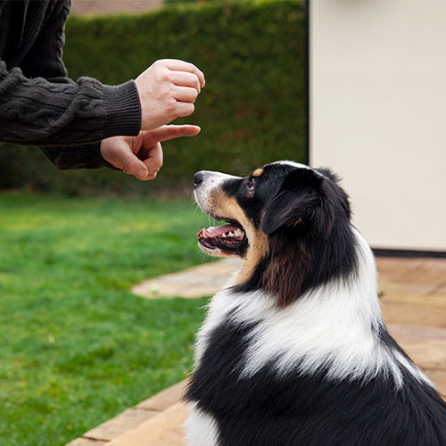 TrainPup Dog Training Whistle