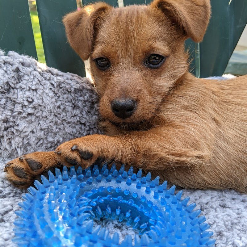 PlayfulBites Squeaky Doughnut