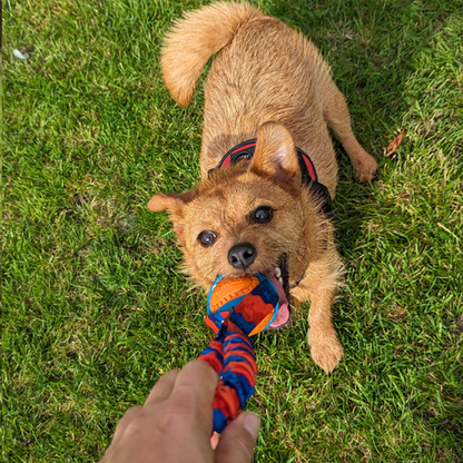 Powerball Bungee Tug - Handcrafted Dog Toy with Non-toxic rubber ball - British Craftsmanship - Training and Bonding Toy for Dogs - Buy Now for Ultimate Playtime