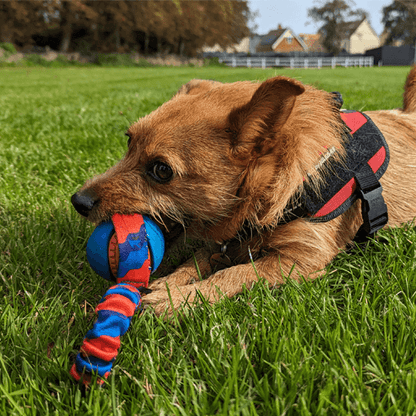 Dog playing with Tug-E-Nuff Pocket PowerBall Bungee Tug – durable UK-made interactive dog toy
